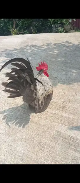 Ayam kate super pendek, ceper,big body jantan