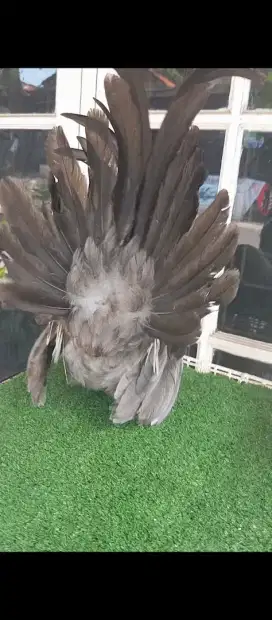 Ayam kate super pendek,ceper, ekor mekar jantan
