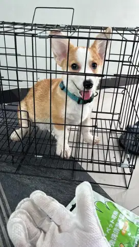Anjing corgi betina stmb