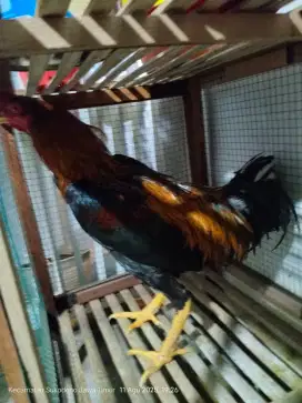 Jual ayam petarung bangkok