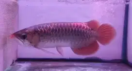 Arwana Super Red 35cm