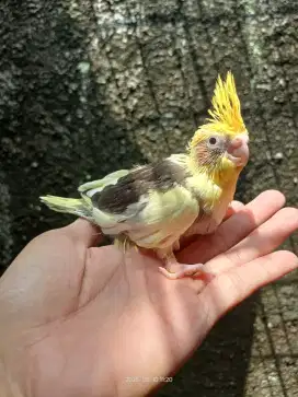Baby Lolohan Burung Falk Parkit Australia Cockatiel Jinak