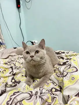 Kucing BSH Lilac Jantan
