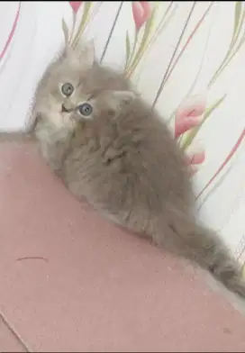 Kitten abu-abu gembul2