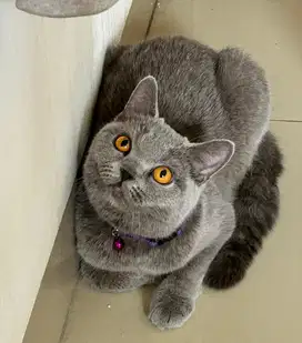 Kucing bsh british shorthair betina british short hair