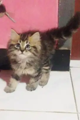 Kitten usia 2 bulan