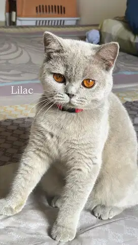 Kucing bsh british shorthair british short hair