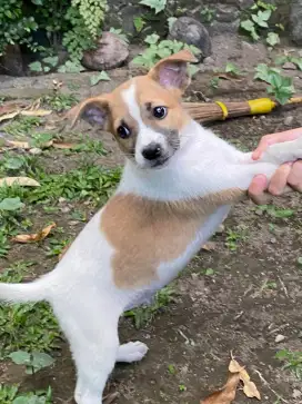 Dijual anakan anjing mix murah