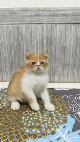 Peaknose Exotic shorhair