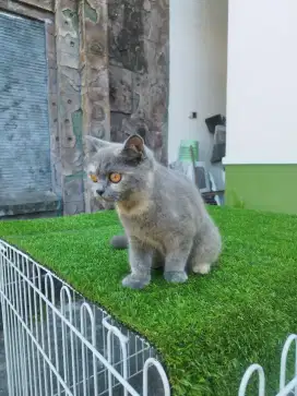Kitten BSH betina blue tortie