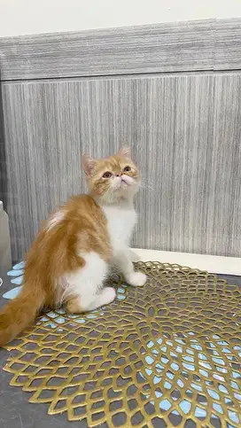 Peaknose exotic shorthair