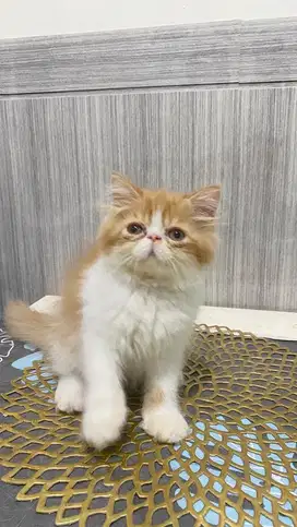 Peaknose longhair