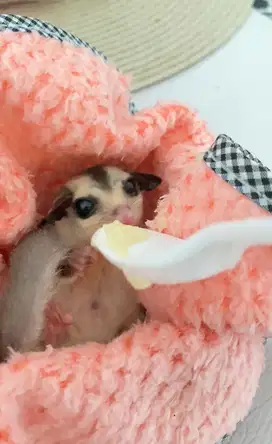 SUGER GLIDER WHITE FACE 2 bulan open adop