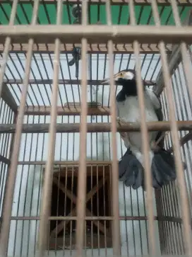 Burung jalak suren