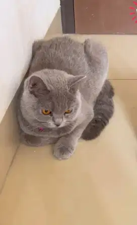 Kucing british shorthair bsh british short hair