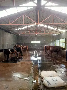 Jual Sapi Bakalan & Kurban Termurah
