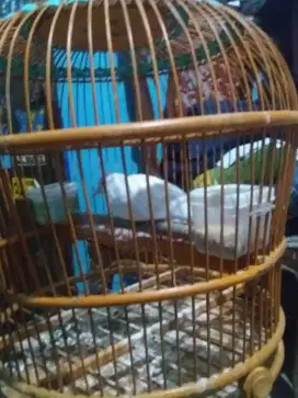 Perkutut putihnya perkutut