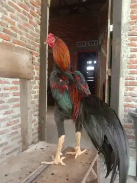 Ayam koytrad jantan