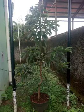 Pohon Alpukat Miki