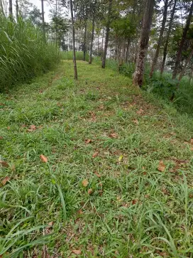 tanah kebun di getasan