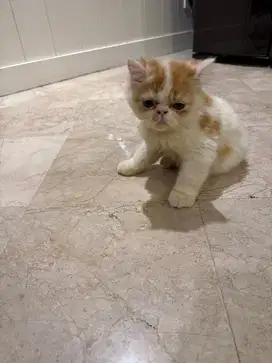 Lepas adop kitten jantan persia peaknose
