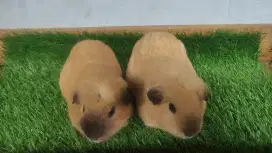 Guinea pig marmut hias