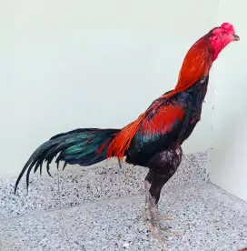Ayam Bangkok Kuda Lari Istimewa