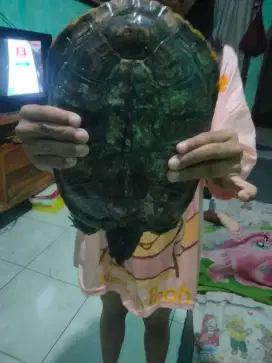 dijual kura-kura peliharaan