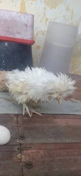 Ayam Poland walik putih 2 bulanan