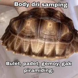Jual Murah aja, Sulcata Tortoise, kura kura darat