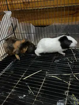 marmut sepasang