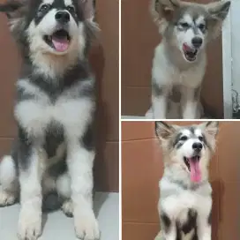 Jual Borongan Alaskan Malamute