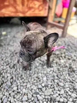 Jual anjing jenis Frense Bulldog