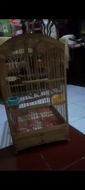 Kacer daput Bt/TT