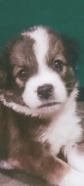 Anak doggy 2,5 bln (350 harga bisa nego