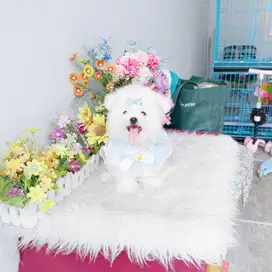 Korean mini bichon bloodline import korea super imut lucu baik manja