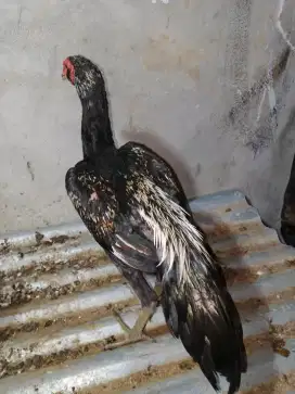 Ayam pama suai 4 bulan 2 ekor