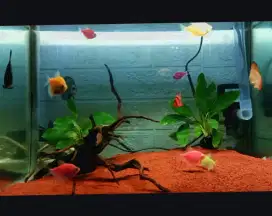 Aquarium murah lengkap