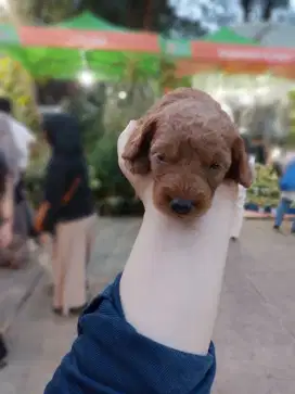 Anjing mini toy red poodle