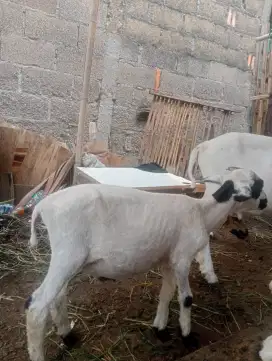 Bahan domba jantan