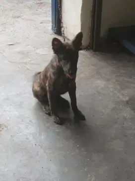 anak anjing malinois x kampung
