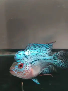 Di jual ikan Louhan kamfa F2 ori thailand