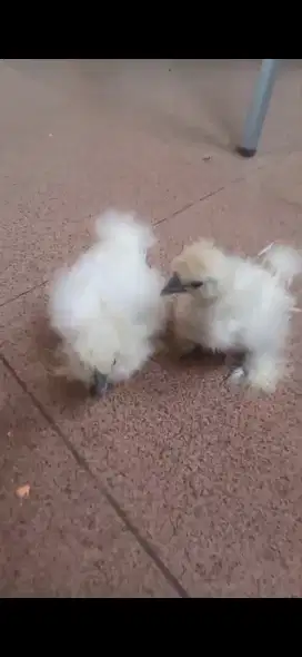 Ayam poland dan silkie