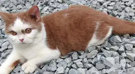 Kucing bsh british shorthair cinnamon betina