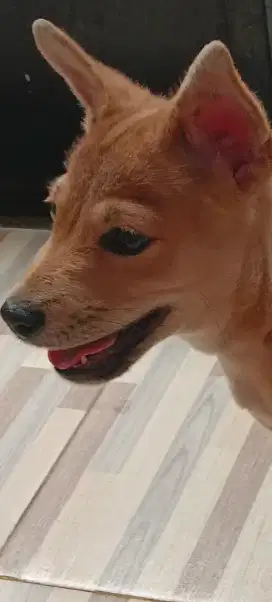 Anjing ras mix kampung