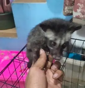baby musang ekor putih