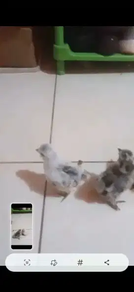 Poland dan silkie