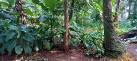 Dijual tanah kebun berserikat SHM