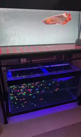 Ikan dan aquarium
