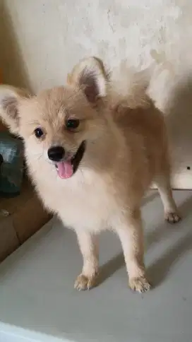 minipom betina 8bln stb vaksin